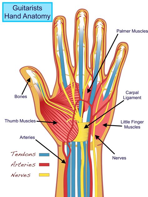 Hand anatomu